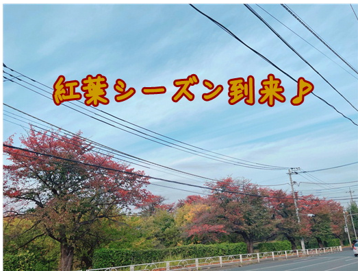 当店は紅葉も堪能できます🍁🍂